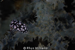 nudibanch taken in bali aroudt the uss liberty. by Rhys Williams 